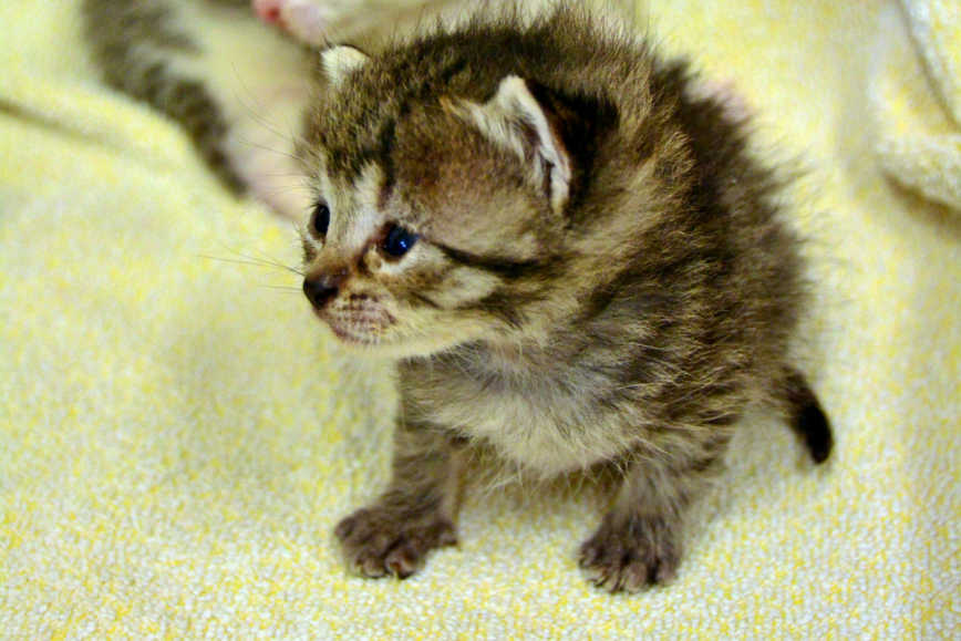 V petih dneh nakupovalci zbrali več kot 8000 brisač za sedem zavetišč po Sloveniji