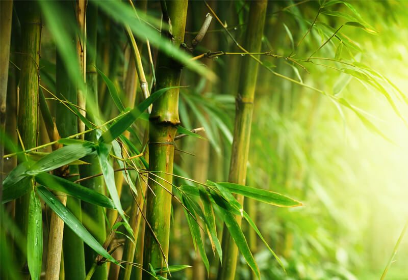 Idealna kombinacija bambusa in mikrovlaken za udobje in toploto skozi celo leto