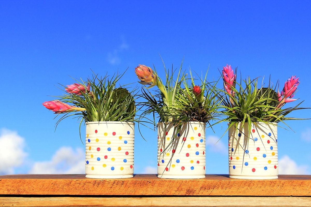 V konzervah od zdaj naprej tudi rožice