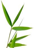 O bambusu