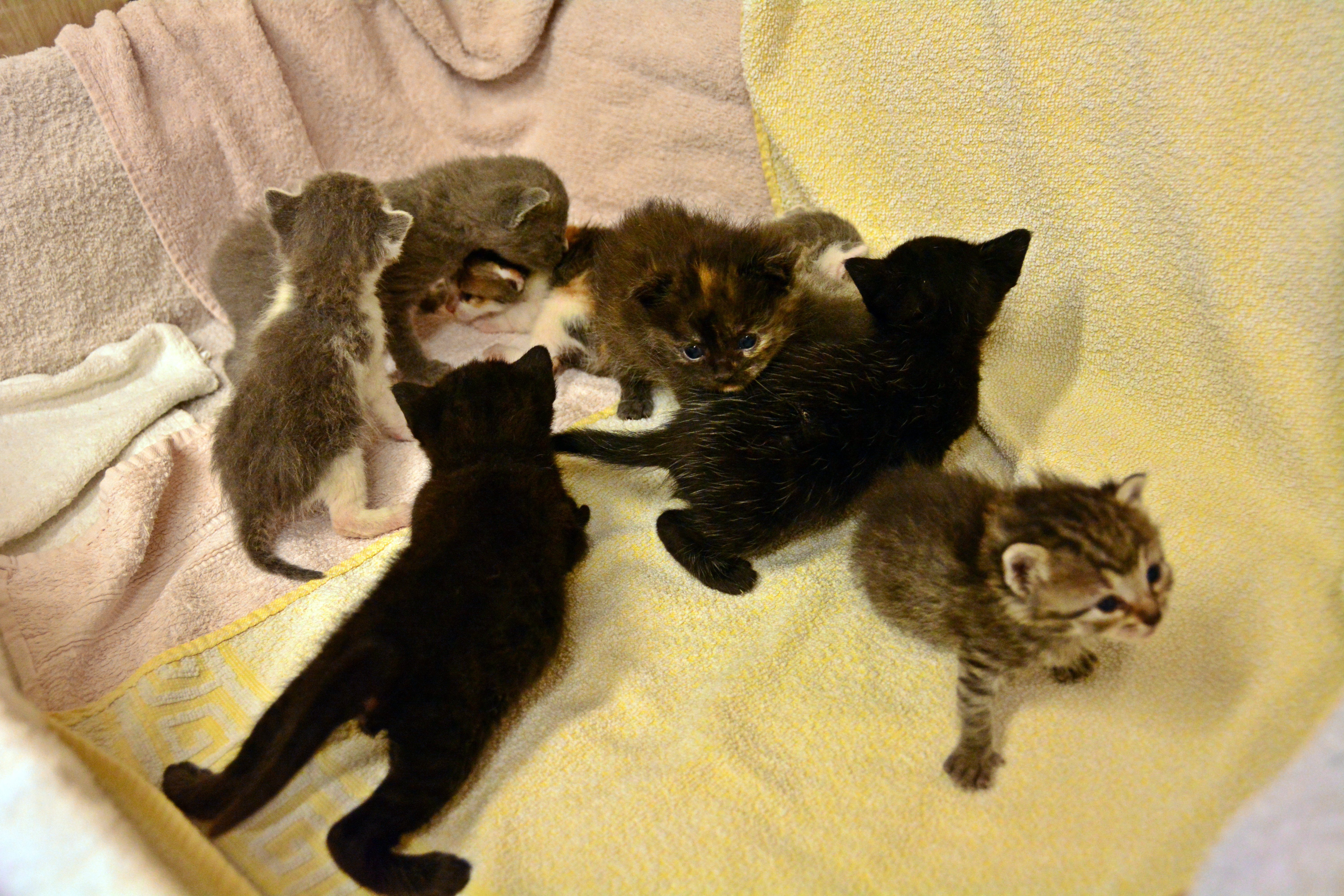 Zbirali smo brisače za zaveti&scaron;ča živali.